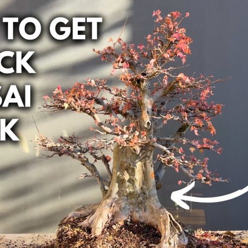 Thick Bonsai Trunk Fast: Easy Ways to Boost Trunk Growth