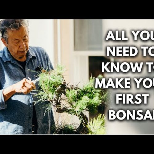 Bonsai 101 – Chapter 7: How to Make Your Very First Bonsai