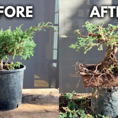 Garden Juniper to Bonsai: Step-by-Step Beginner Transformation