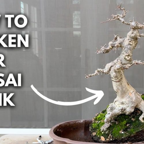 Bonsai Styling Basics: Create Taper, Thicken the Trunk, and Reposition
