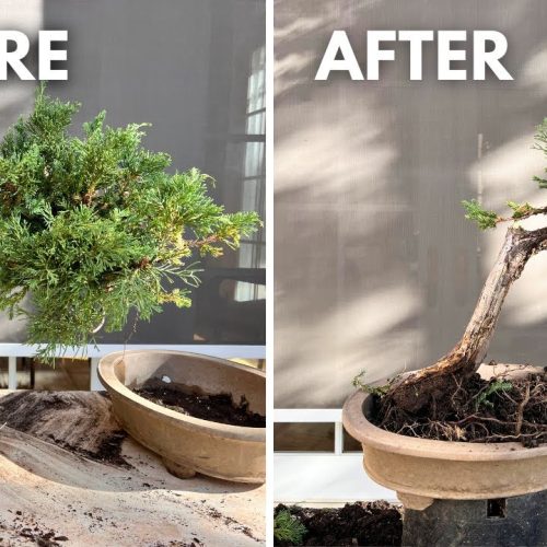 First Steps to Make a Juniper Bonsai (Beginner Guide)