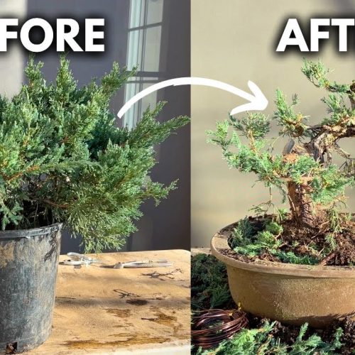 Garden Juniper Bonsai: 5 Easy Steps to Grow & Style