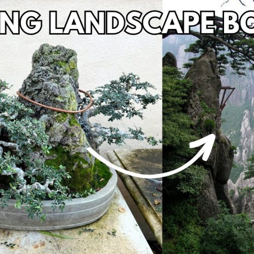 Chinese Elm Bonsai as Living Artwork: Design Inspired by Mountains