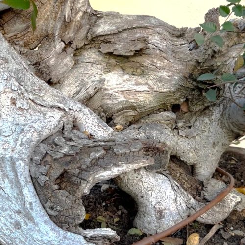 Zelkova Bonsai – Care Instructions